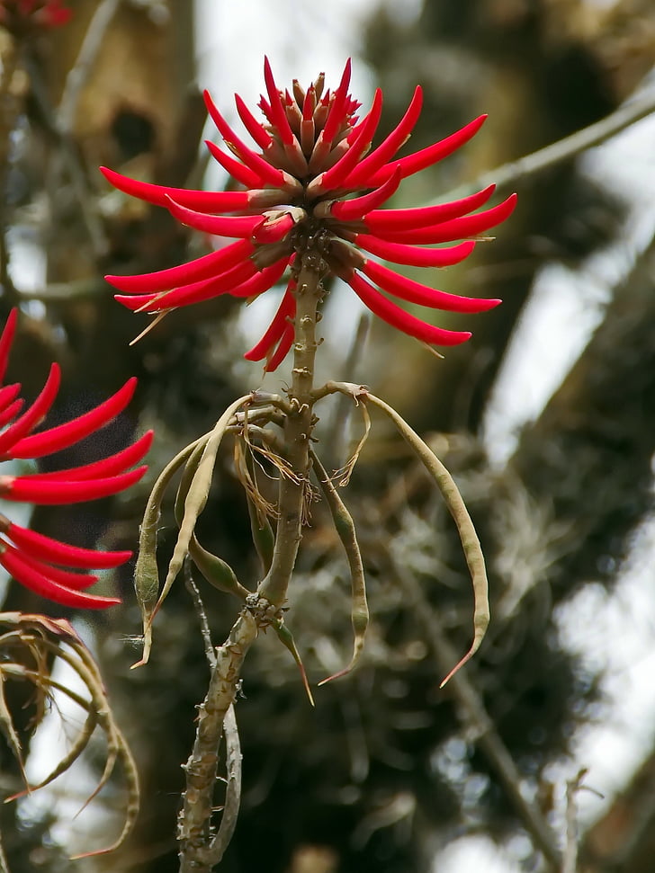 México, Aloe, flor roja, eje, barra de, flores, Botánica