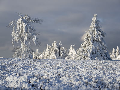 træer, Ice, Frost, landskab, natur, rimfrost, moden