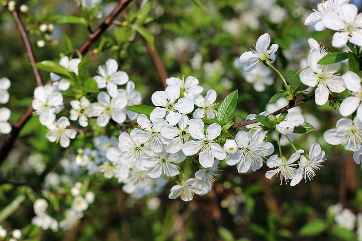 spring, white, flower, slapetorn