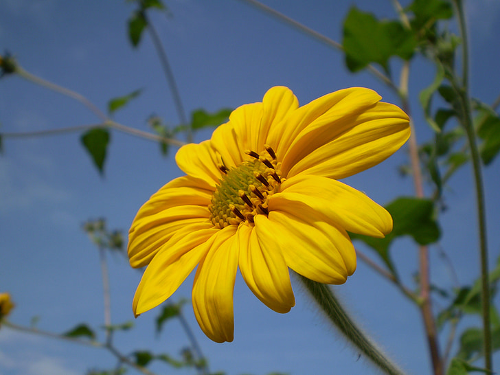 flower, yellow, yellow flower, plant, flowering