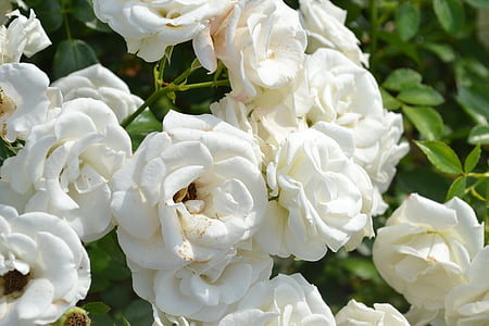 rosa, hvite Roses, hvite roser, hvite kronbladene, natur, Rosebush, Bush