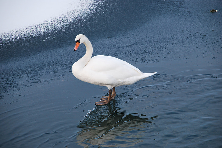 Swan, Danau, musim dingin, berjalan, es, salju, air