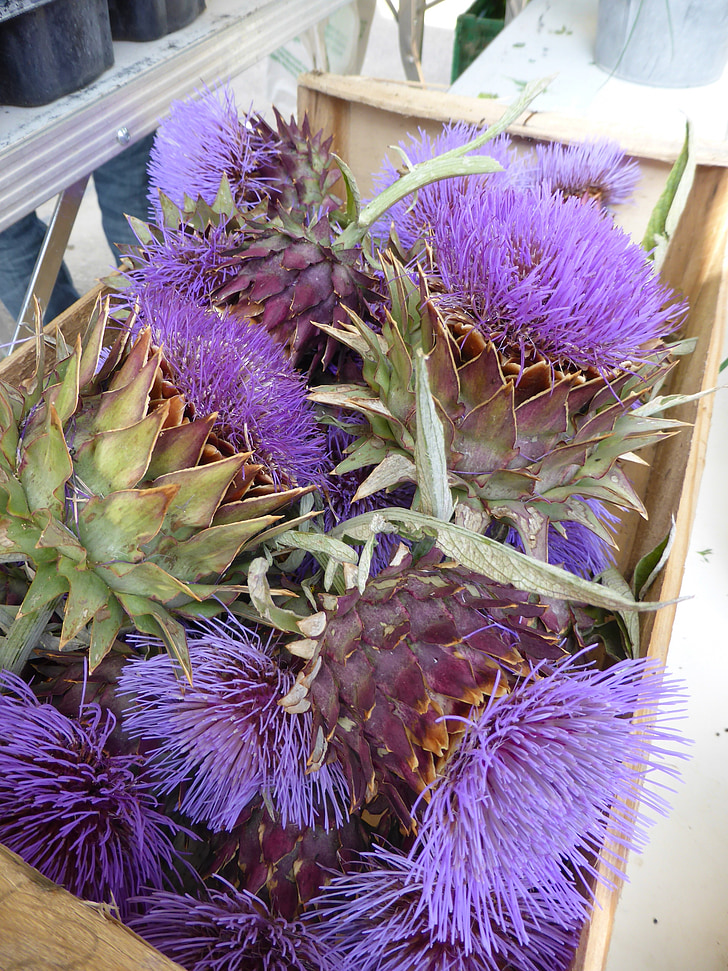 carxofa, flor, violeta, cistella, Provença