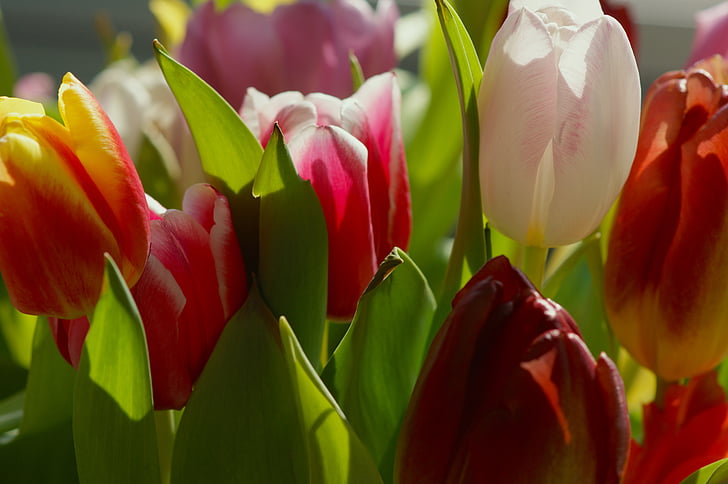 tulipanes, Strauss, sol, primavera, colorido, flores, hermosa