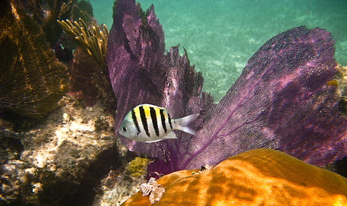 escull, peix, Abudefduf saxatilis, Mar, sota l'aigua, Marina, Coral