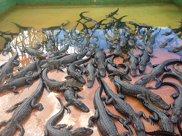 alligatorer, krokodiler, valpar, krokodilfarm, Dinosaur årsungar, aquaterrário, akvarium