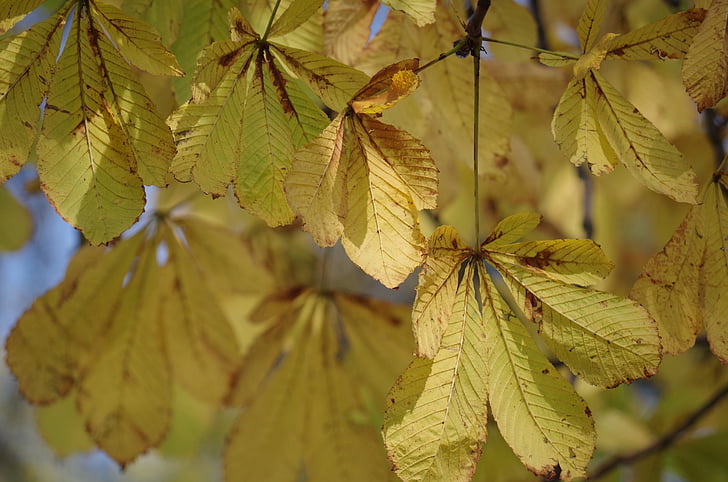 lišće, jesen, žuta, drvo, priroda, raskoš na, šarene