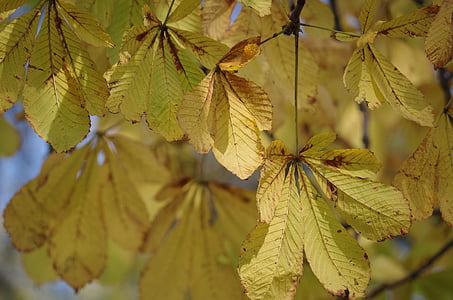 fogliame, autunno, giallo, albero, natura, lo splendore della, colorato