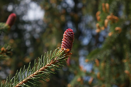 Pine, kartio, Pinecone, puu, haara, kuusen, Luonto