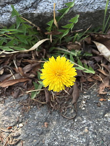 Цветы, Одуванчик, растения, желтый, Республика Корея, Аннотация, Природа