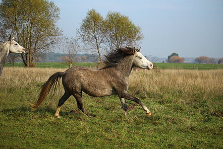 hest, Thoroughbred arabiske, Mare, galop, skimmel, efterår, græs