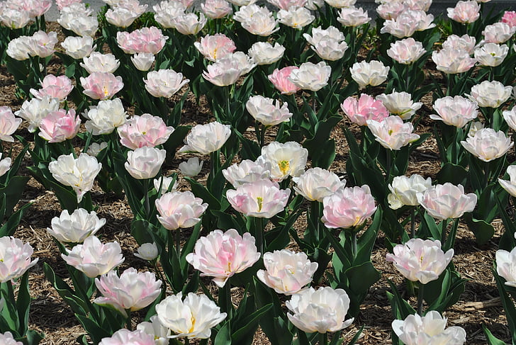 tulips, flowers, perennial, spring, spring blossom, pink