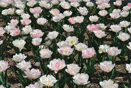 tulipas, flores, planta perene, Primavera, flor de primavera, -de-rosa
