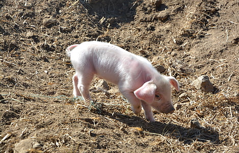 Porcinet, porc, cochon, France, animal, de reproduction, animaux