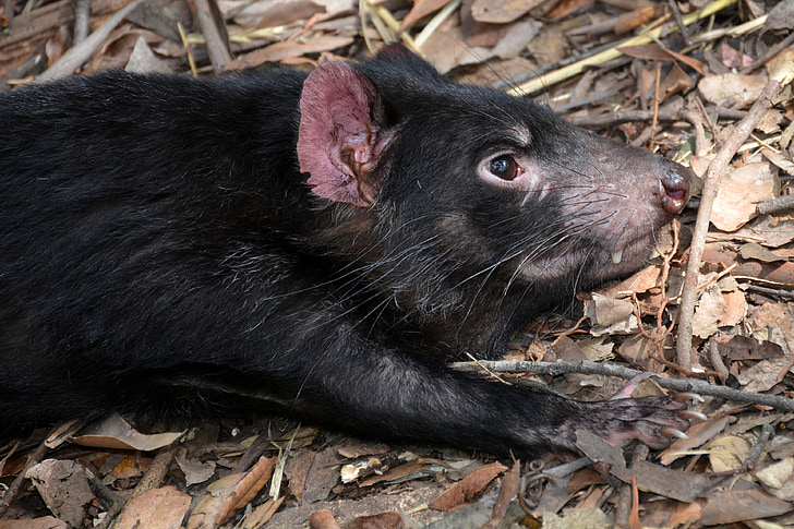 diavolul tasmanian, Sarcophilus harrisii, specii, Dasyuridae, lumea animalelor, natura, carnivore