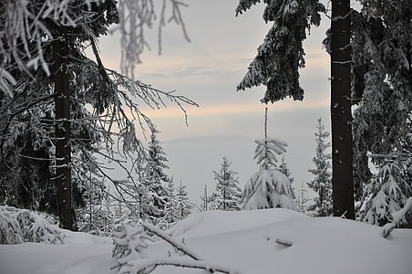 kalni, ziemas, sniega, ainava, balta, meža, koks