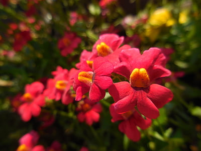 blütenmeer, 花, 赤, ガーデン, 夏, 花の膨満感, 素晴らしさ