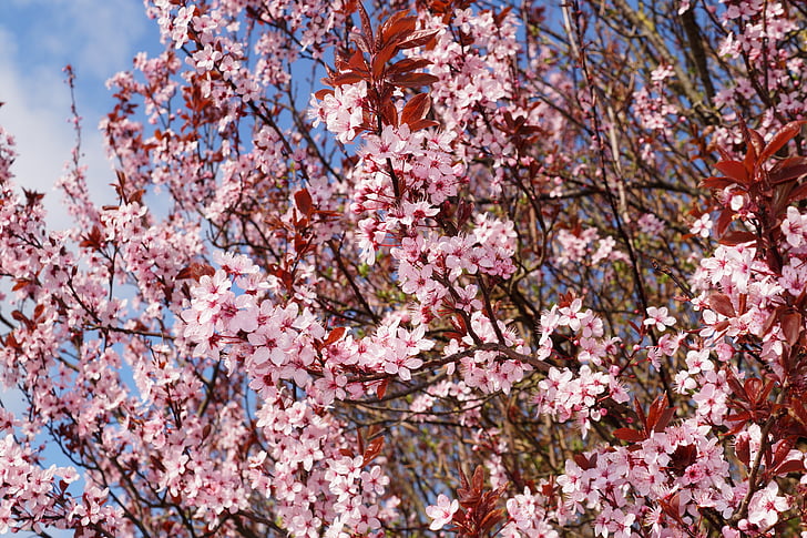 Cherry plum, Cherry blossom, Prunus cerasifera, Nigra, prydnadsväxter, Blossom, Bloom