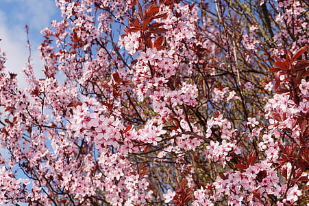 Cherry plum, fiore di ciliegio, Prunus cerasifera, Nigra, ornamentale, Blossom, Bloom