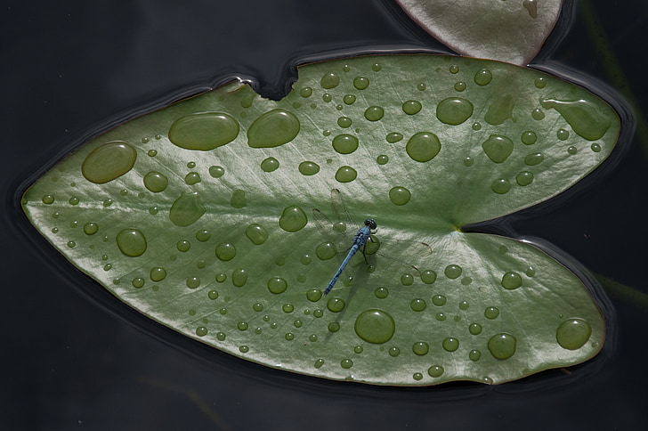 leaf, floating, drop of water, dragonfly, usa, florida