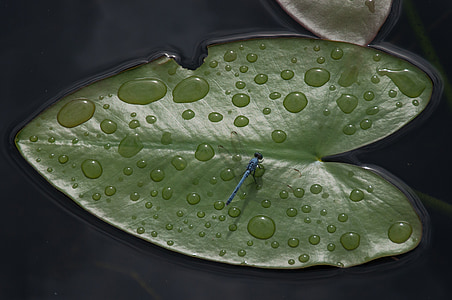 blad, drijvende, druppel water, Dragonfly, Verenigde Staten, Florida