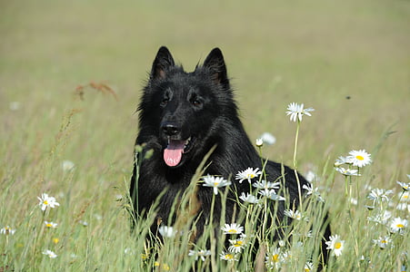 perro, Groenendael, negro, animal, hundeportrait, mascota, Retrato