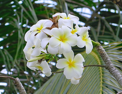 cambodia, angkor, frangipani, white, yellow, flower, plumeria