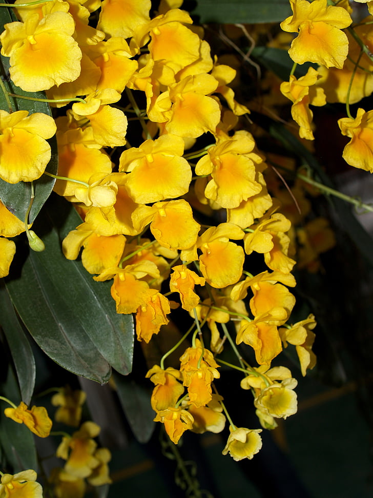 orquídea, flor, brilhante, Violet, Flora, crescimento, decoração