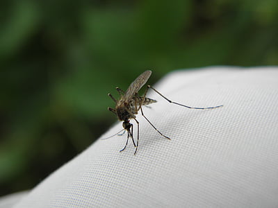 komar, 물린, 곤충, 근접 촬영, 매크로, 물린, 자연