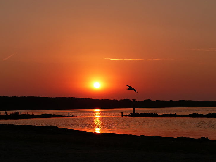 sunset, beach, seagull, summer, abendstimmung, north sea, holland