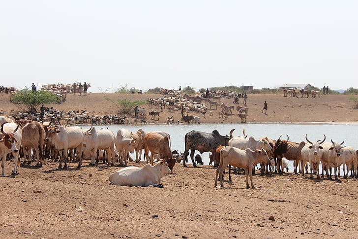 dust, safari, animals, water, watering hole, africa, cows