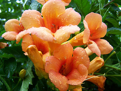 trompeta folyondár, naranja, flor de verano