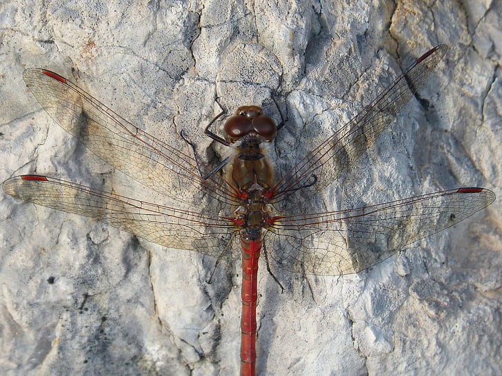 libélula, libélula roja, trithemis annulata, roca, detalle, insecto con alas