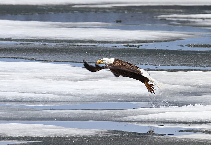bald eagle, taking flight, flying, raptor, predator, winter, snow