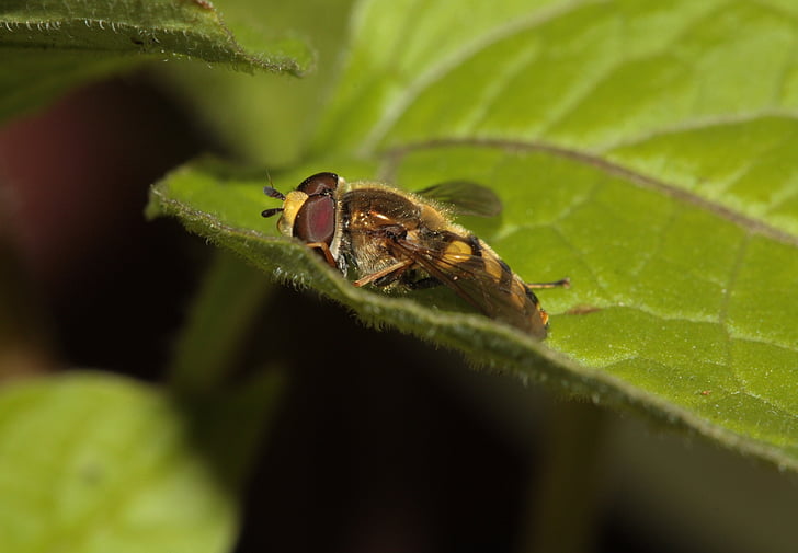 Hoverfly, insectos, ala, compuesto