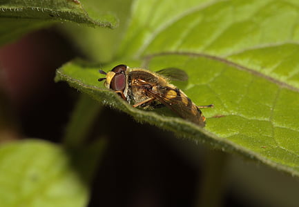 hoverfly, insect, wing, compound