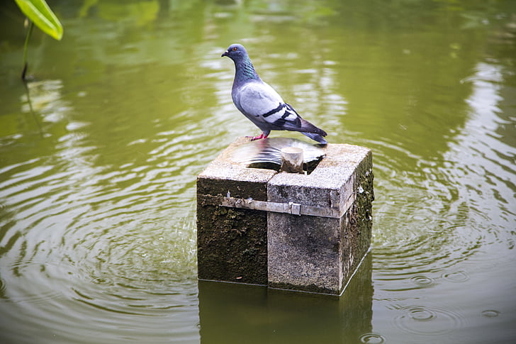 Pigeon, attendre, étang, animal de compagnie, débit d’eau, oiseau, reste