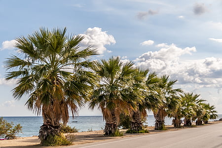 palm trees, travel, tropical, road, sea, seaside, ocean