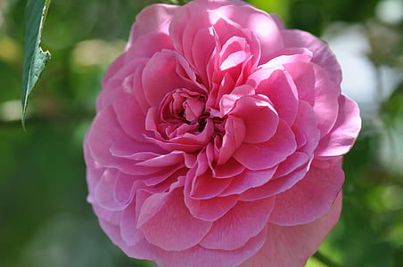 Роза, цвете, Блосъм, Блум, розово, розов цвят, Съсредоточете се върху нови знания