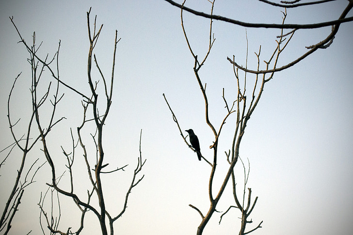 ensom, Crow, golde, træ, silhuet