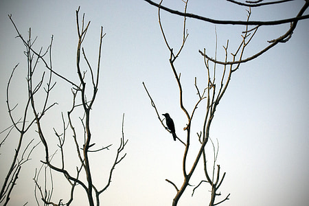 usamljeni, vrana, pust, drvo, silueta