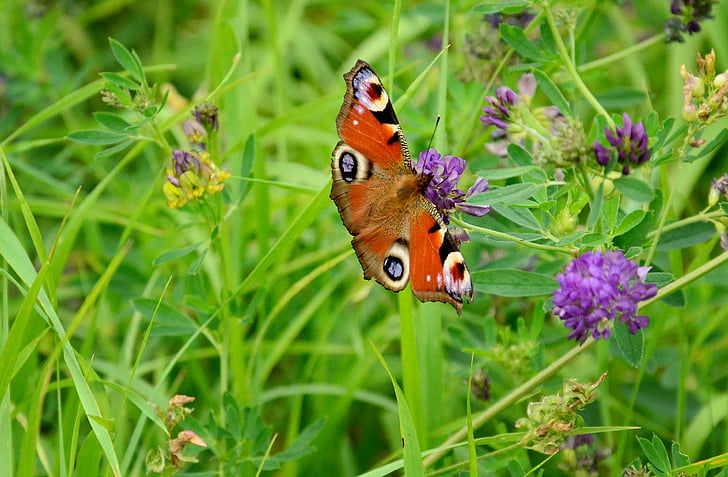 butterfly, european peacock, summer meadow, clover, clover flower, grass, summer