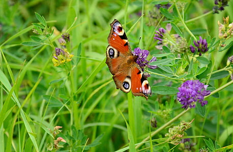 蝶, ヨーロッパの孔雀, 夏の草原, クローバー, クローバーの花, 草, 夏