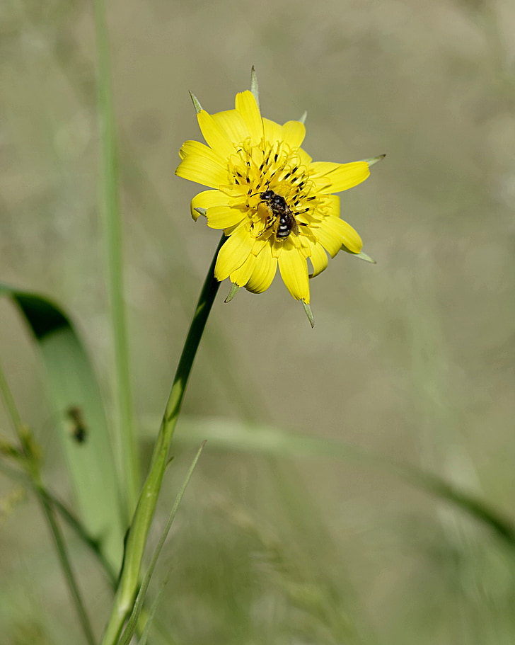 fleur, abeille, jaune, verticalement, vert, l’arrière-plan, Meadow