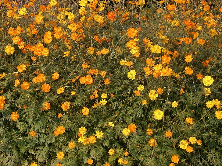 Cosmos sulphureus, Cosmos, apelsīnu ziedu, vasaras puķes, rudens puķes, dzeltena, daba