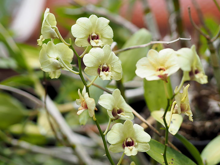 orchidea, farebné, kvety, Príroda, bielych orchideí, biela, biele okvetné lístky