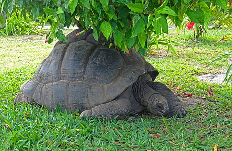 turtle, animals, carapace, giant tortoise, animal, tortie, nature