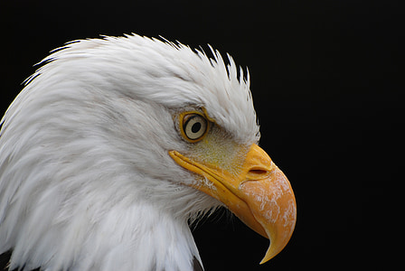 Adler, animal, nature, plumage, projet de loi, Hunter, nature sauvage