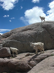 goats, mountain goat, animal, nature, wildlife