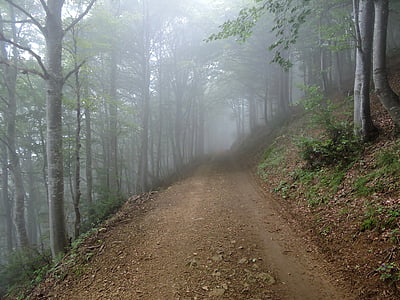 Trail, bos, mist, bomen, natuur, berg, planten